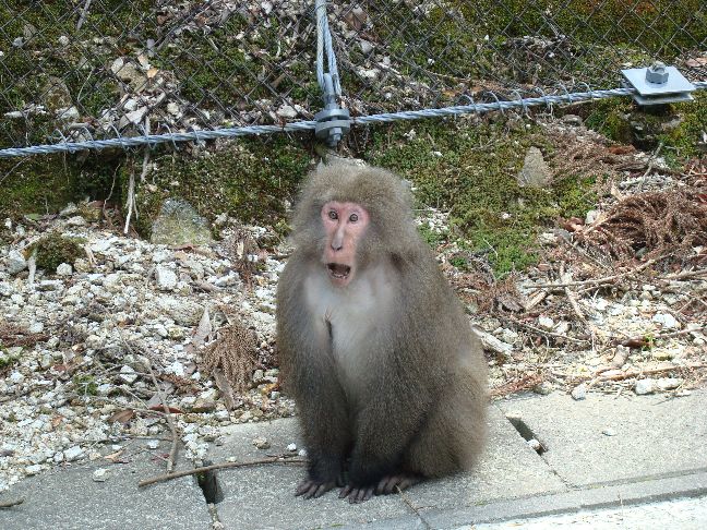 Yakuzaru (native monkey) near Yakusugiland, Yakushima